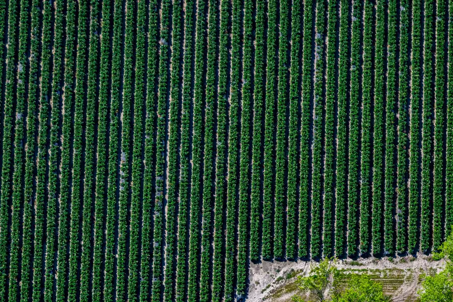 Vista cenital de hileras de cultivo sobre plástico que llegan a un camino de finca de arena en Florida